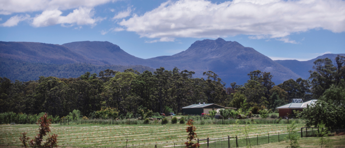 Willie Smith’s Apple Shed 1 - credit Jonathan Wherrett Scenic view of a rural landscape with rows of plants in a fenced field, surrounded by dense green trees, and two small buildings in the midground, with a backdrop of tall mountains under a partly cloudy blue sky.