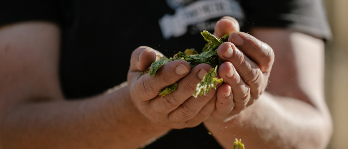 Person holding a handful of green leafy herbs or vegetables with both hands, wearing a dark shirt, against a blurred background.