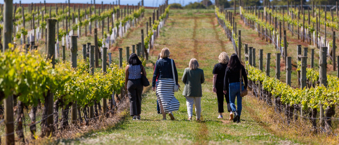 our people walking through a vineyard with rows of grapevines supported by wooden posts and wires, surrounded by green foliage under a clear sky.