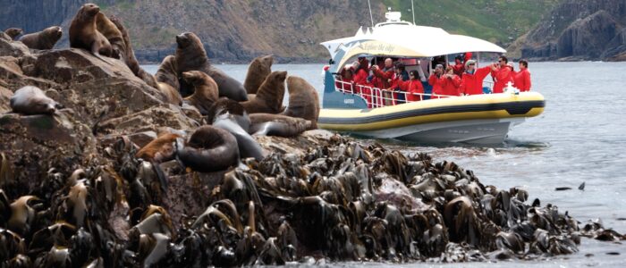 A group of sea lions resting on rocky terrain near the water, with a boat full of people in red jackets observing them. The background features rugged cliffs and green vegetation.