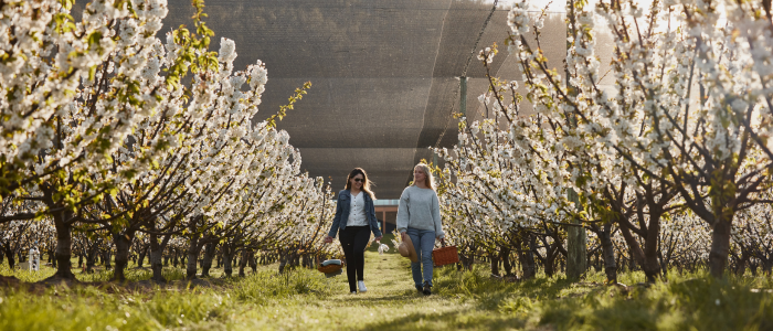 Iron Creek Bay Estate 1 2025