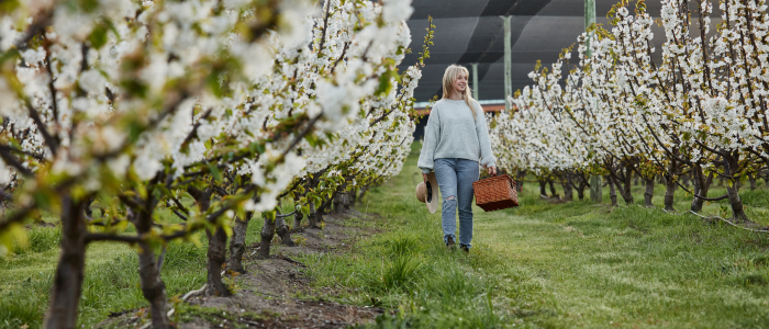 Woman walking through a blooming orchard at Iron Creek Bay Estate carrying a picnic basket.